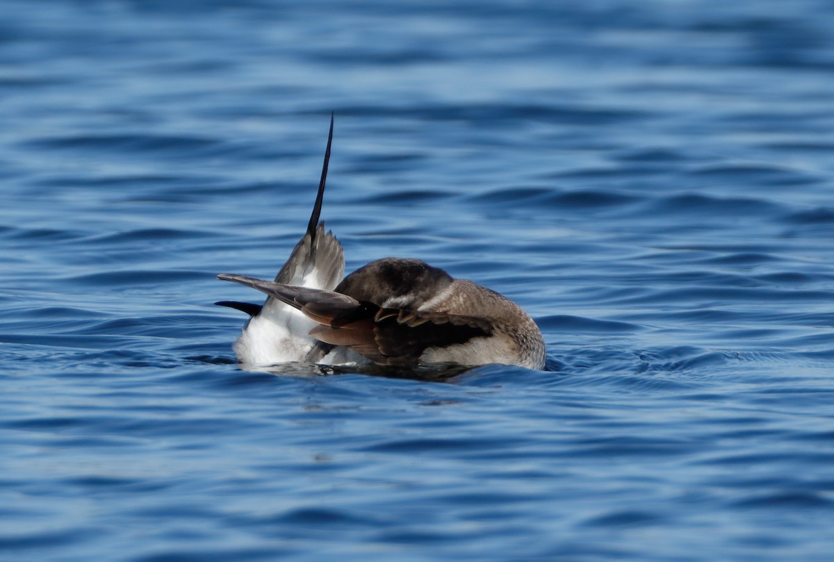 Long-tailed Duck - ML102943251