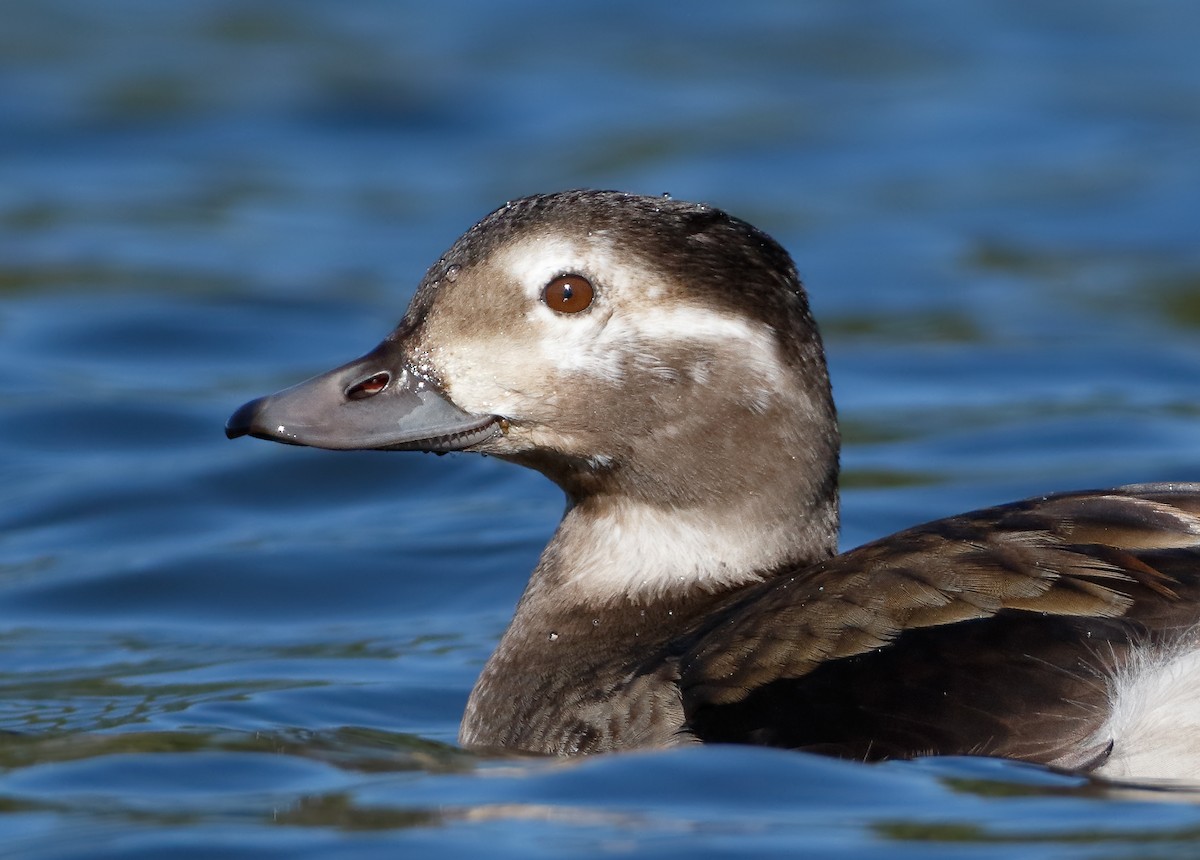 Long-tailed Duck - ML102943311