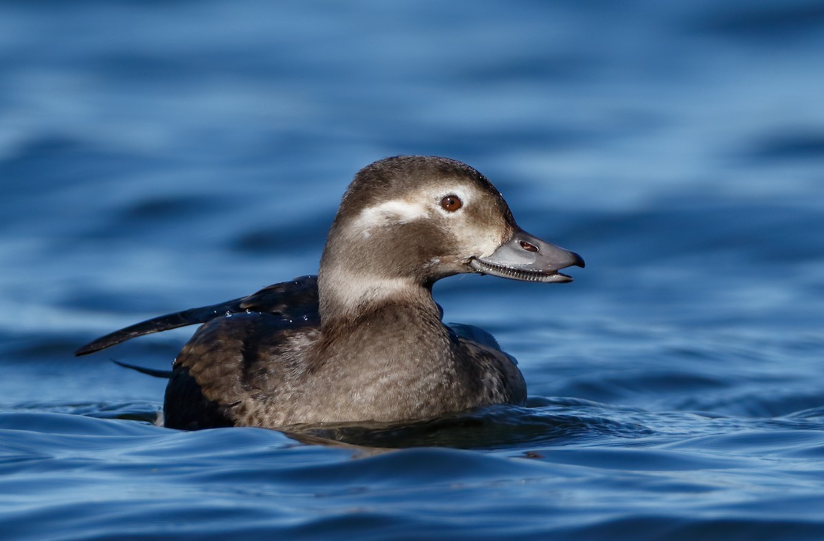 Long-tailed Duck - ML102943361