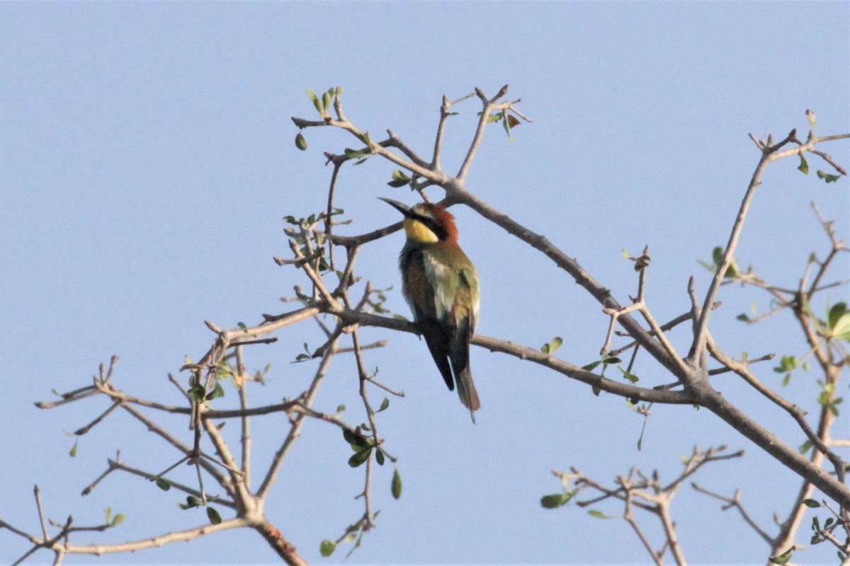 European Bee-eater - ML102943751