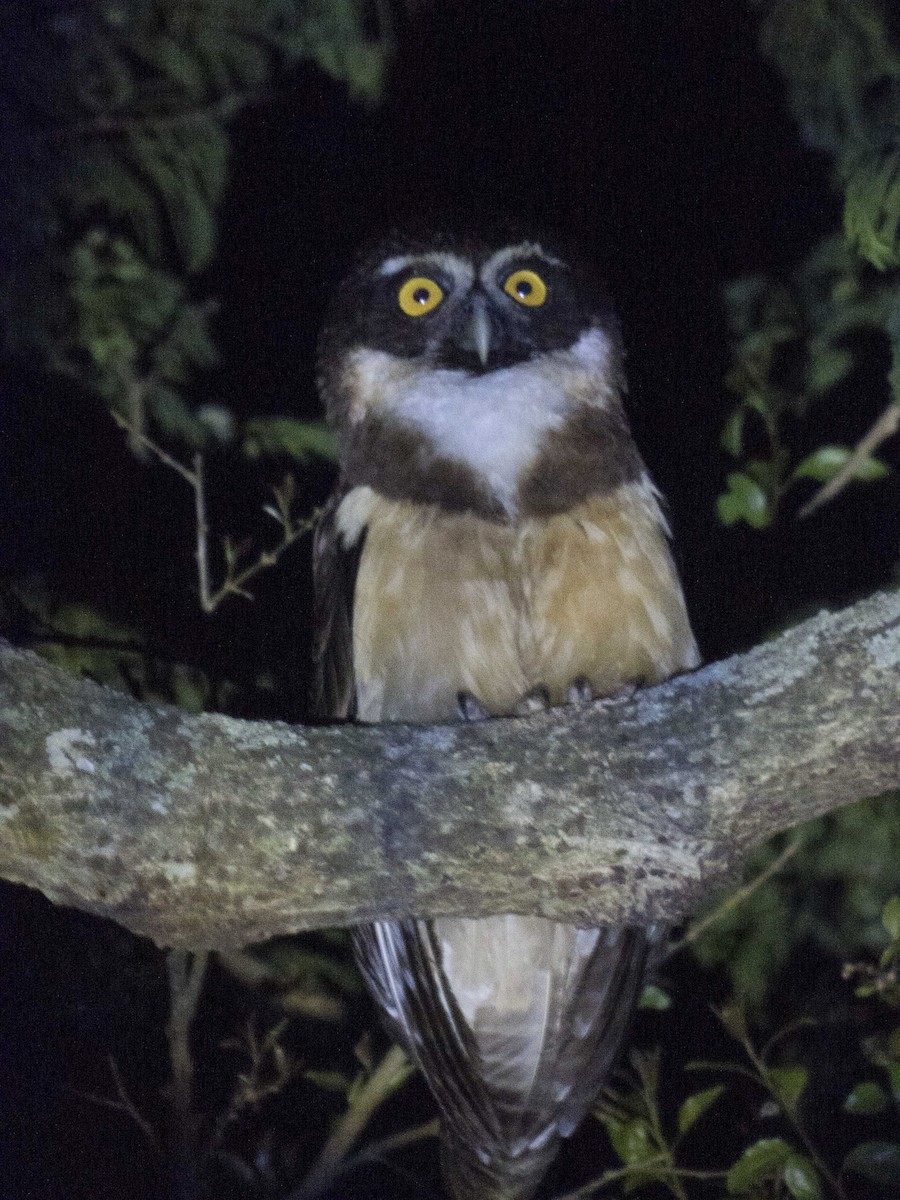 Spectacled Owl - ML102944231