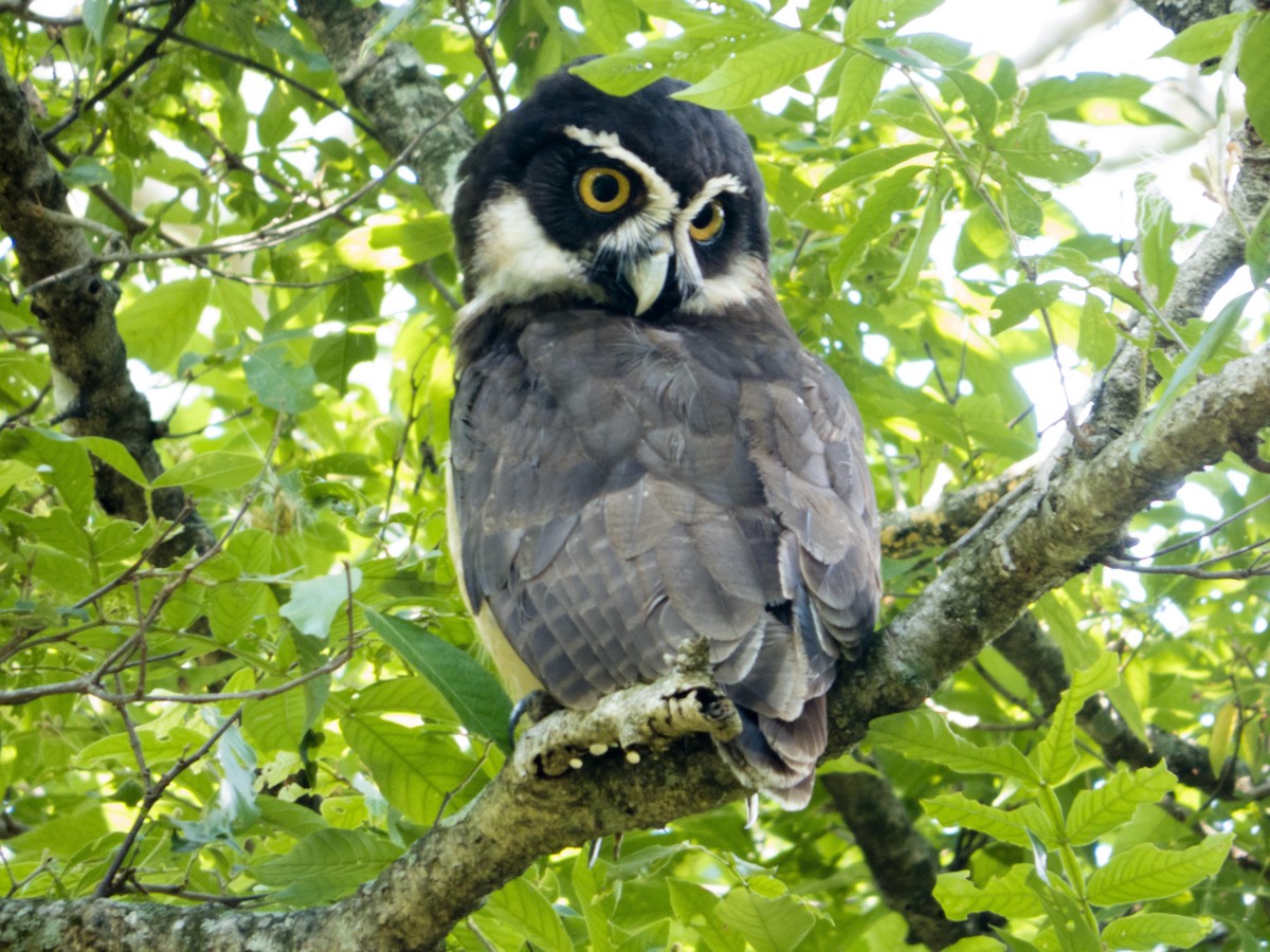 Spectacled Owl - ML102944241