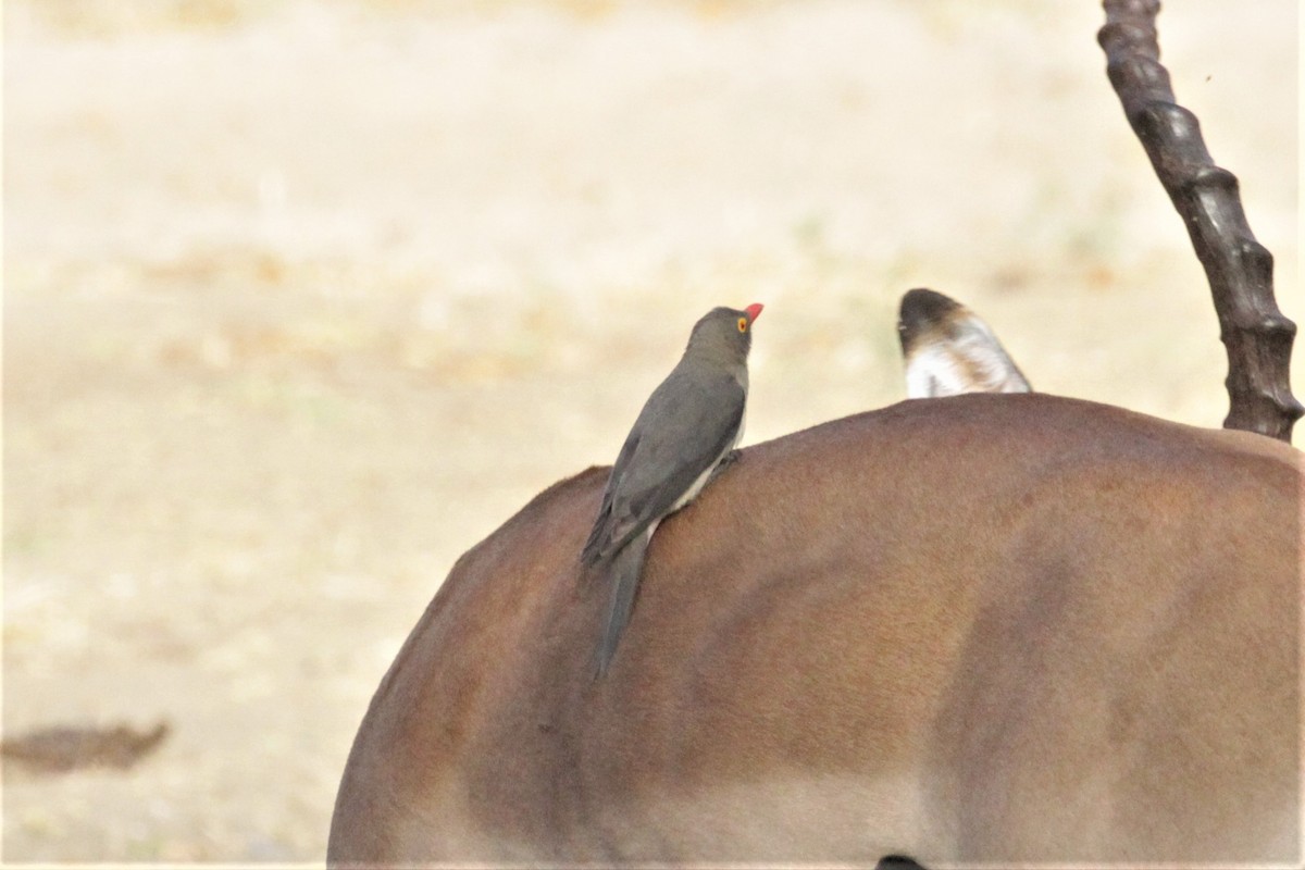 Red-billed Oxpecker - ML102944311