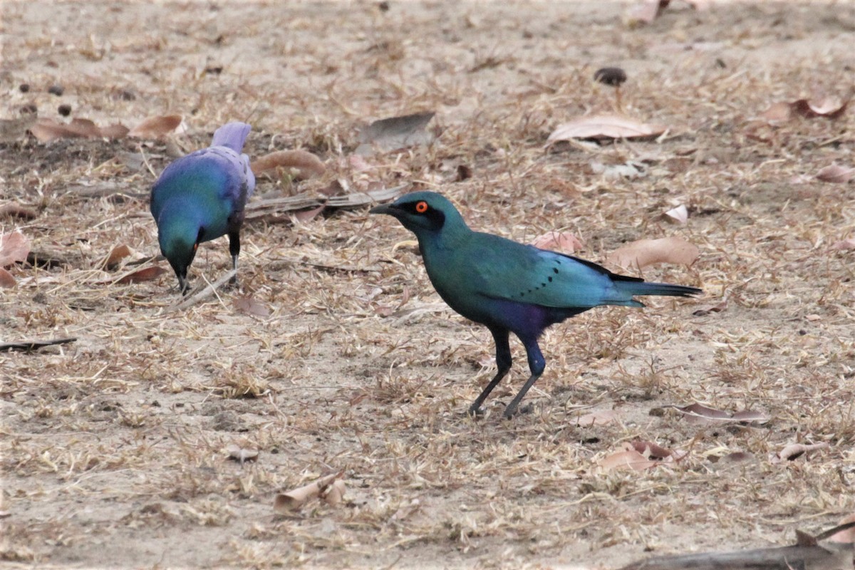 Greater Blue-eared Starling - ML102944331