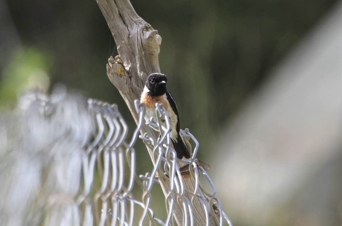 African Stonechat - ML102945581