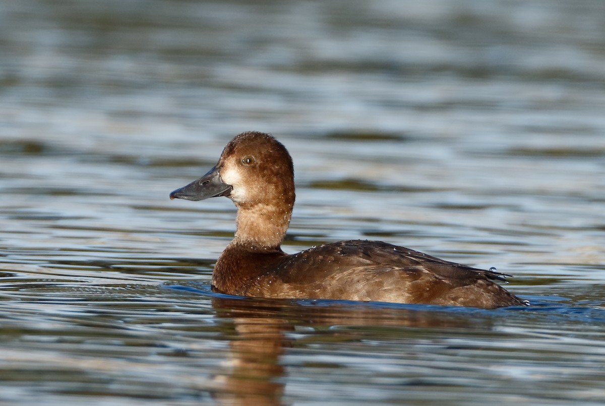 Greater/Lesser Scaup - ML102945731