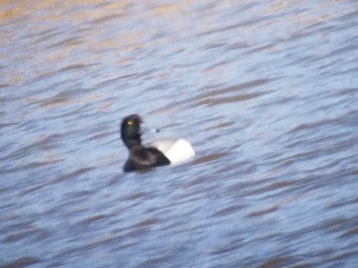 Greater Scaup - ML102946191