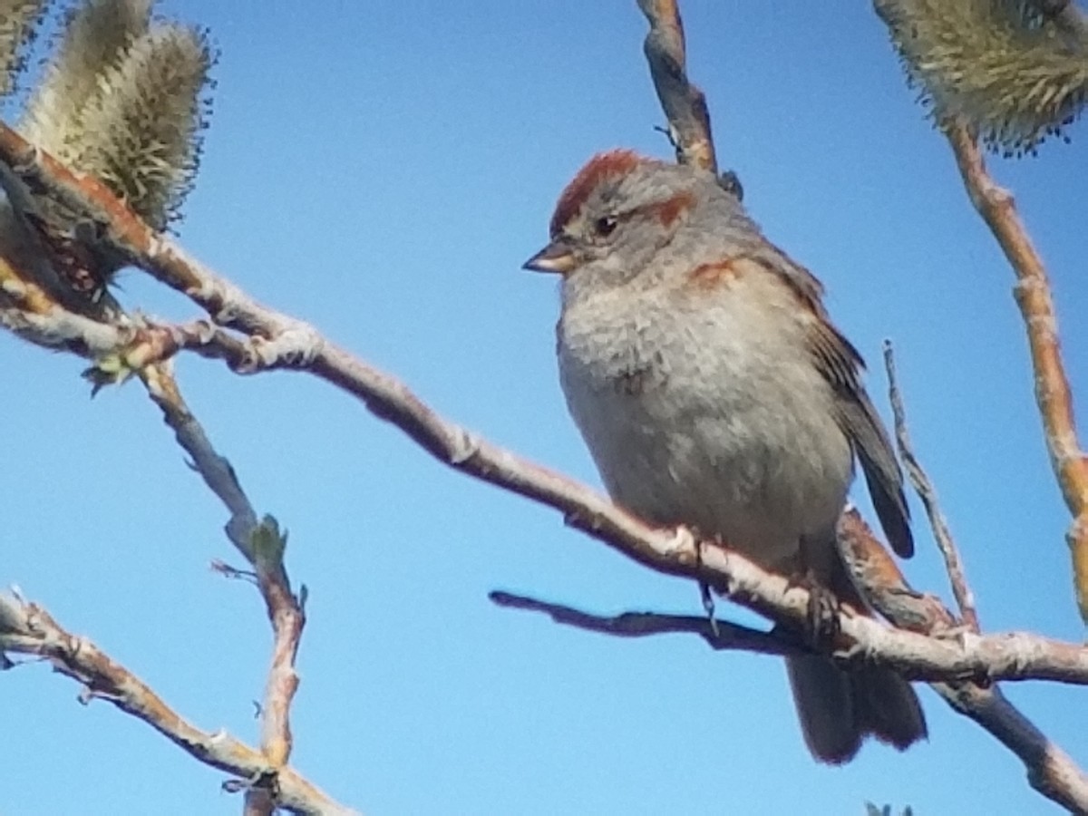 American Tree Sparrow - Donald Pendleton