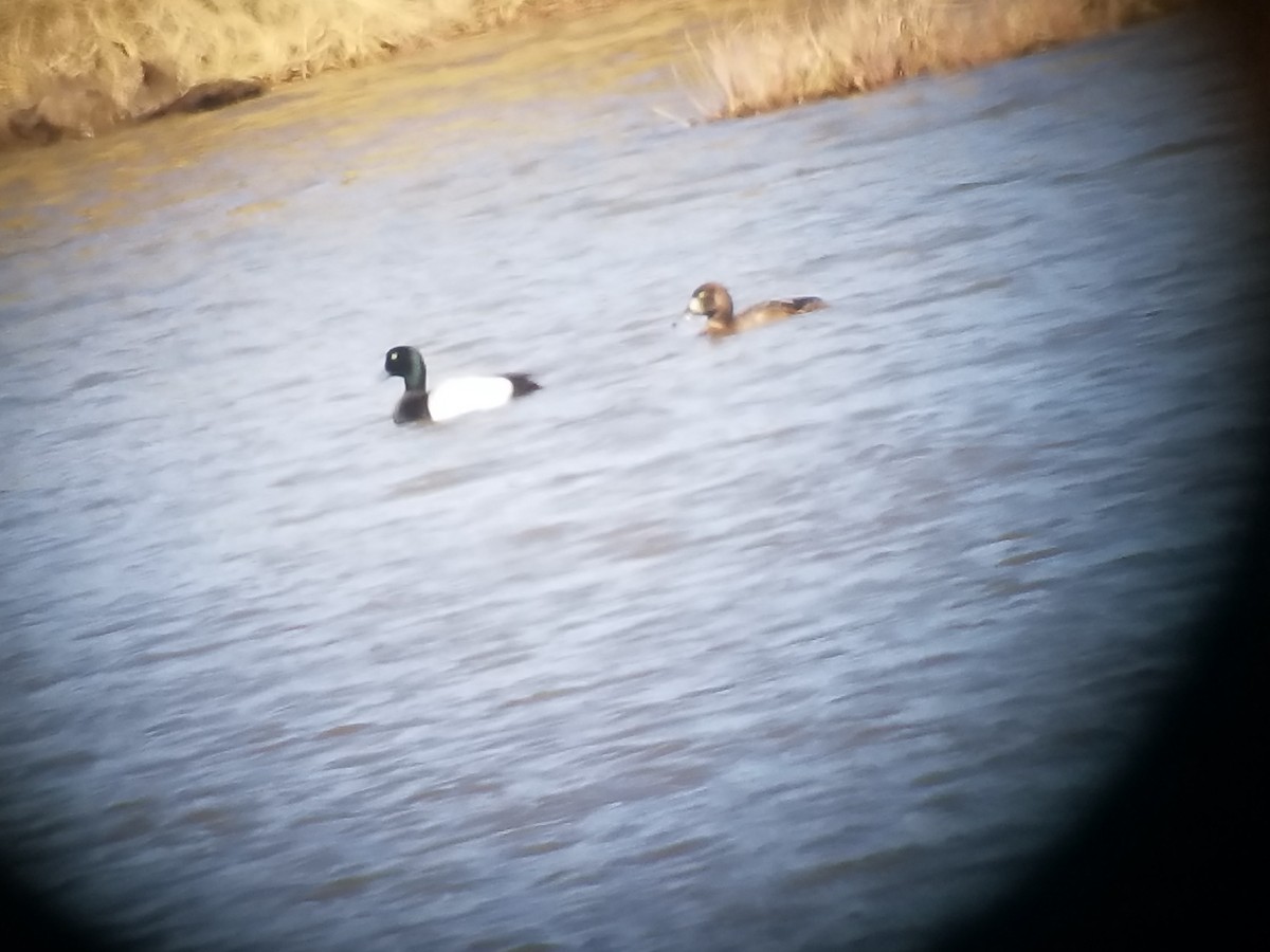 Greater Scaup - ML102949751