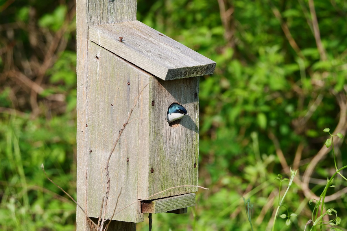 Tree Swallow - Russ Smiley