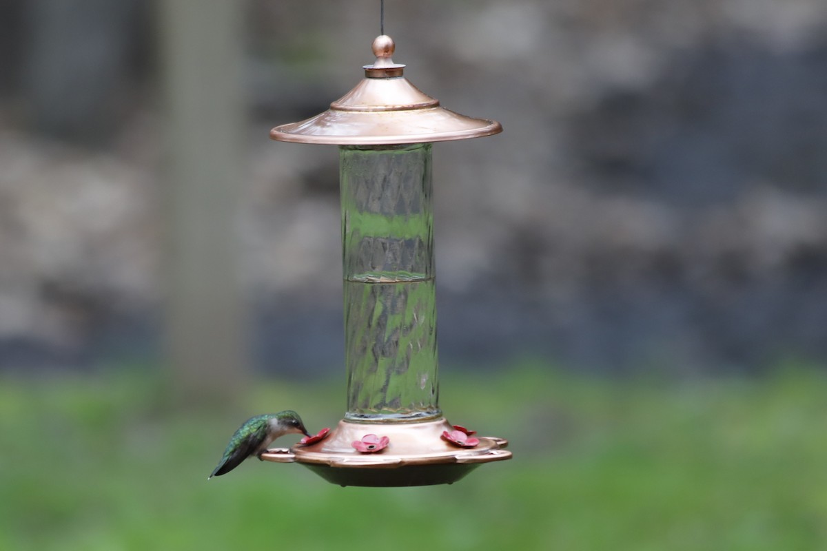 Ruby-throated Hummingbird - Kim Skadahl
