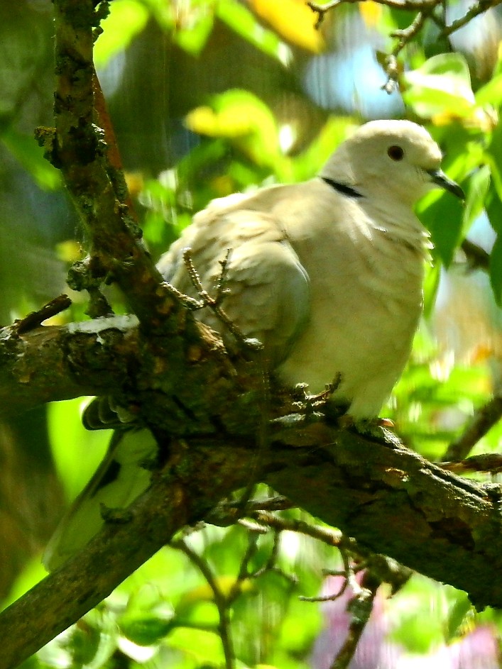 Eurasian Collared-Dove - ML102963501
