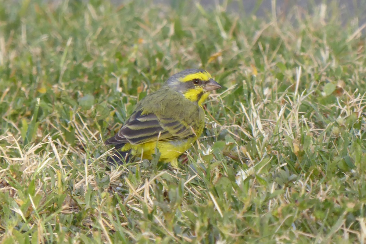 Yellow-fronted Canary - Lane Epps