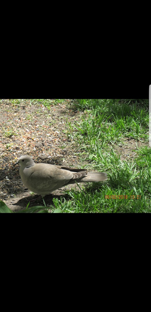 Eurasian Collared-Dove - ML102965461