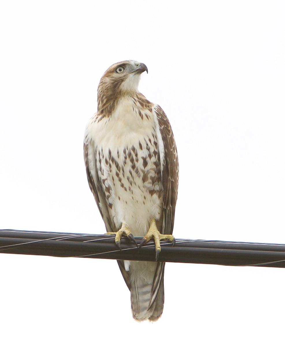 Red-tailed Hawk - ML102965521