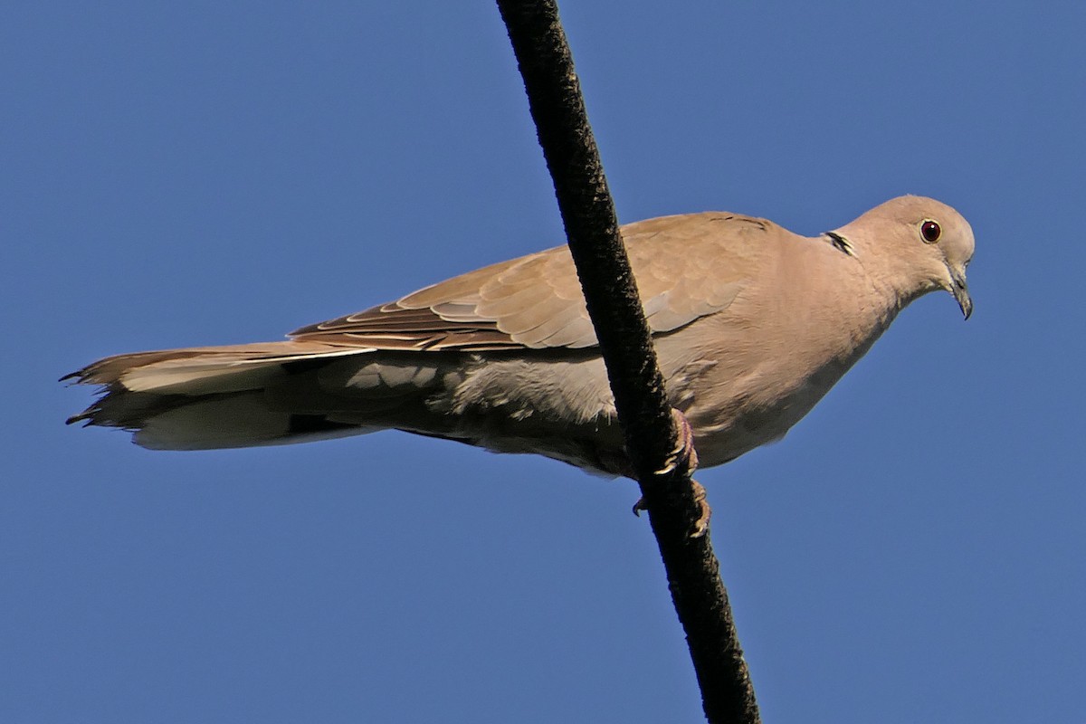 Eurasian Collared-Dove - ML102966281
