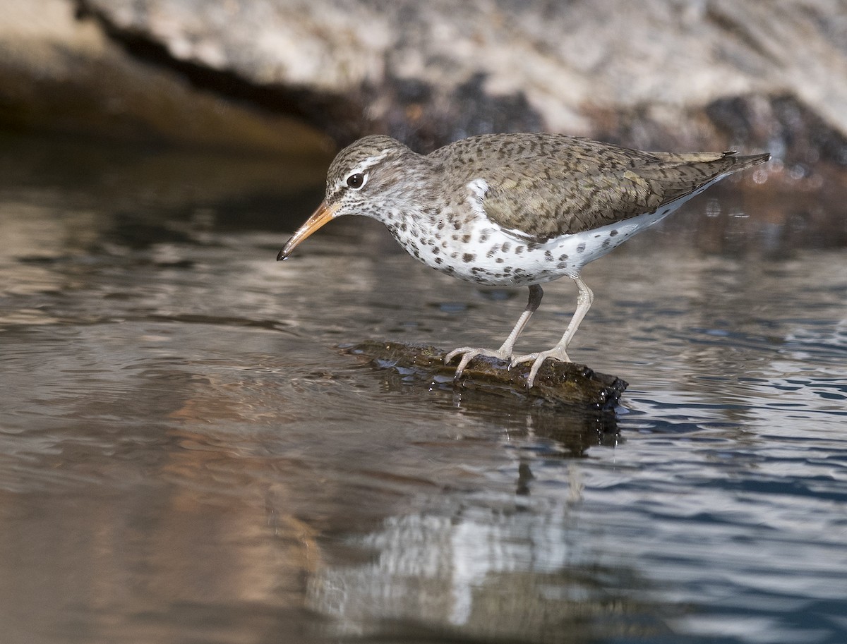 Spotted Sandpiper - Ian Routley
