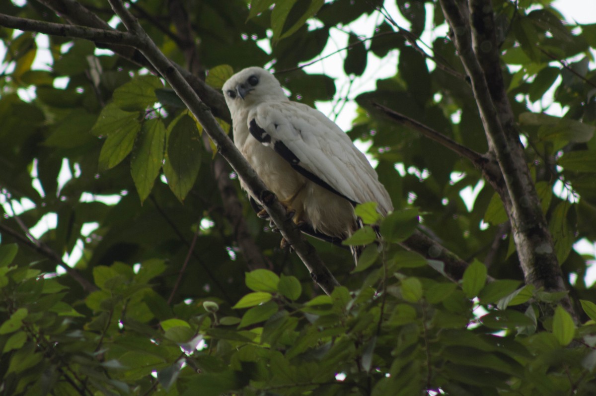 White Hawk - Enrique Heredia (Birding Tours)
