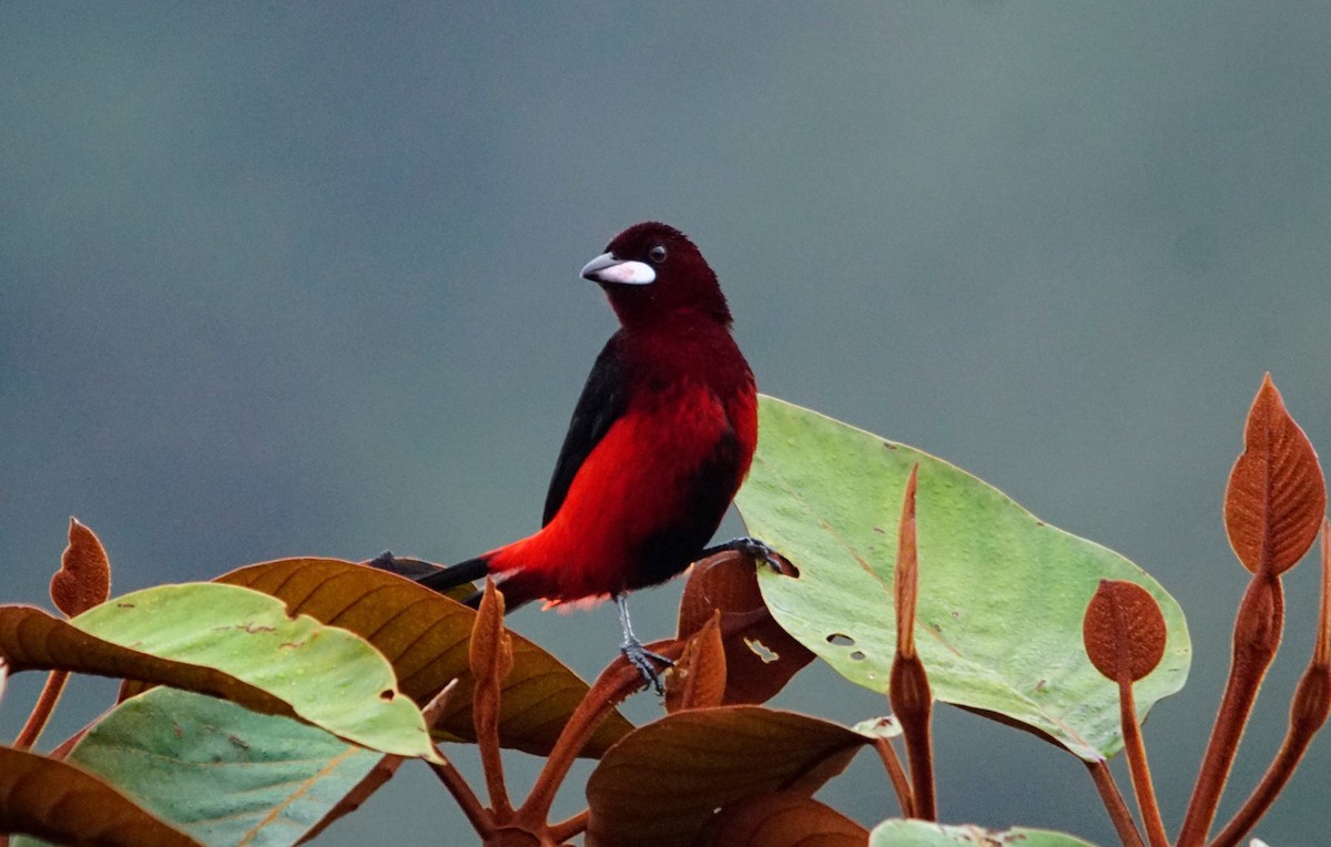 Black-bellied Tanager - ML102972321