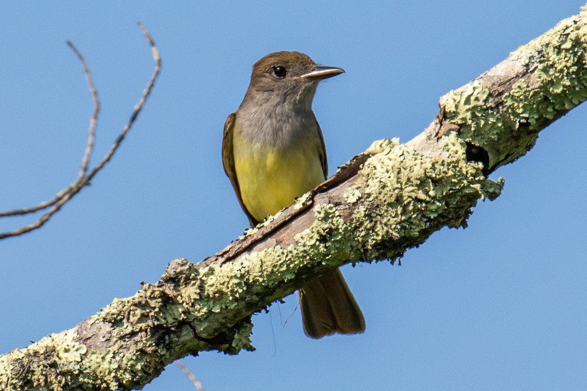 Great Crested Flycatcher - Chris S. Wood