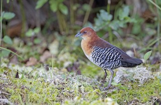  - Rufous-faced Crake