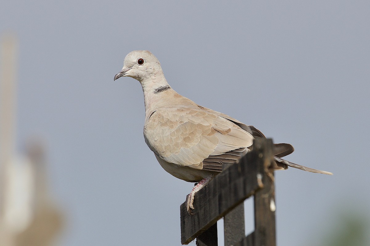 Eurasian Collared-Dove - Allen Bond