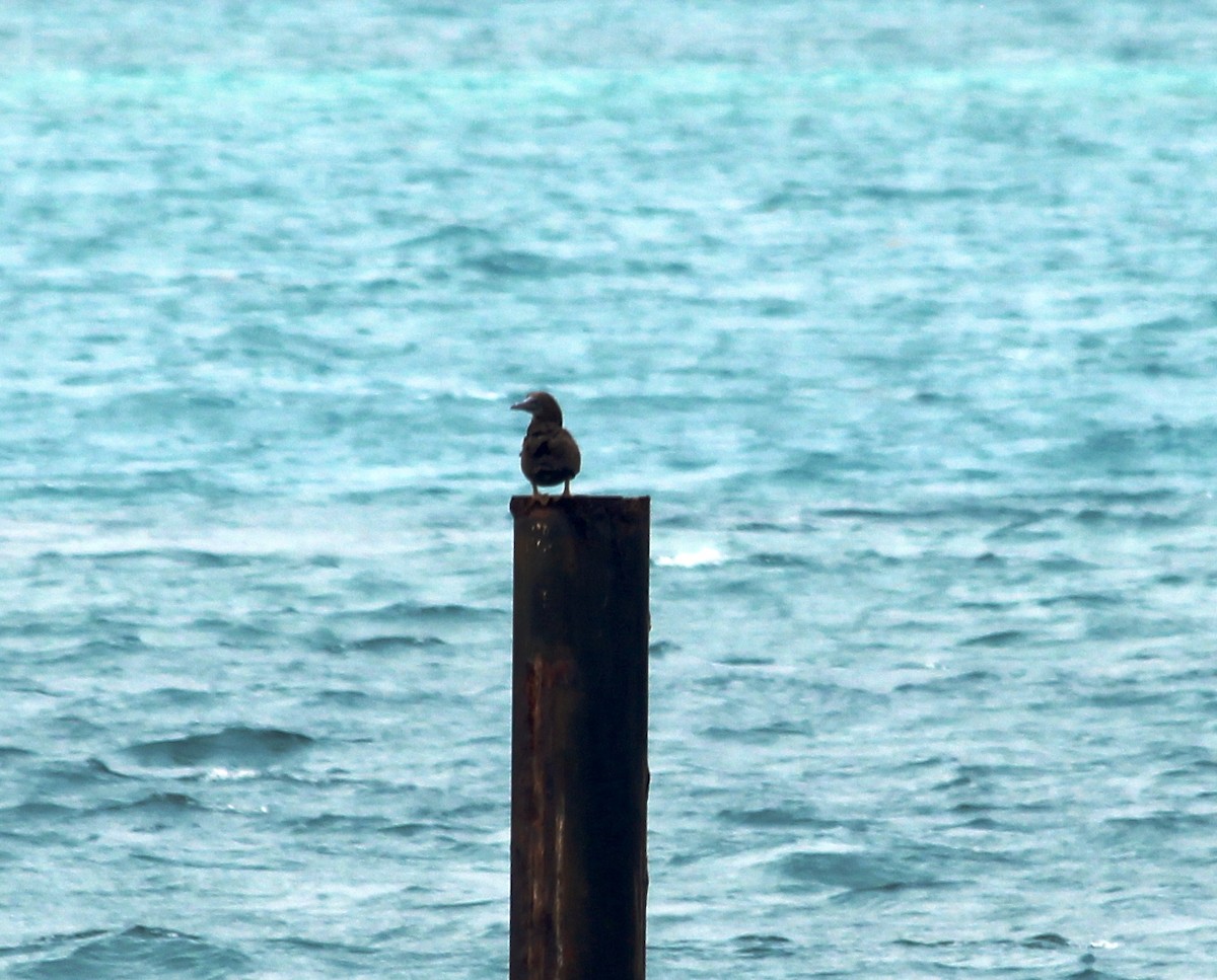 Brown Booby - ML102978041