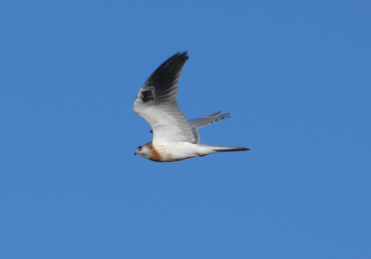 White-tailed Kite - ML102982101