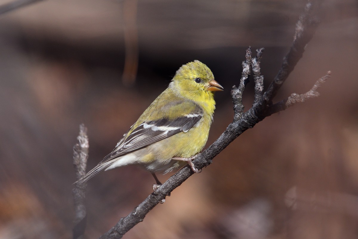 American Goldfinch - terence zahner