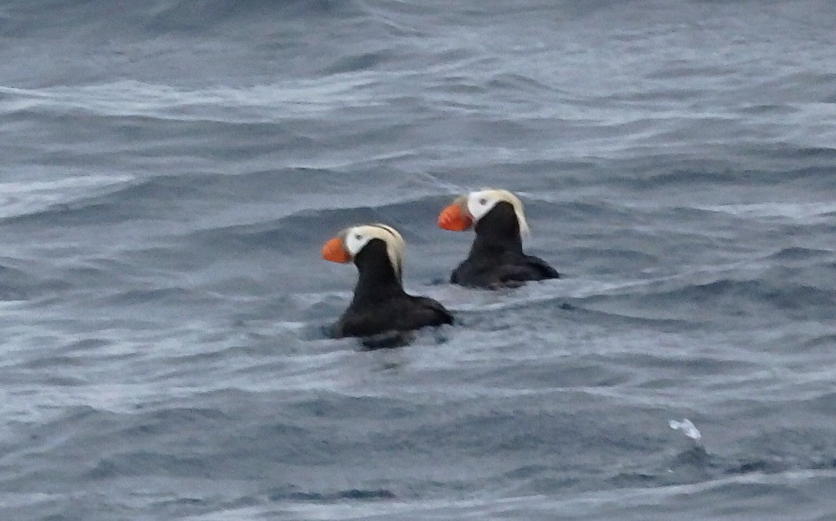 Tufted Puffin - ML102983071