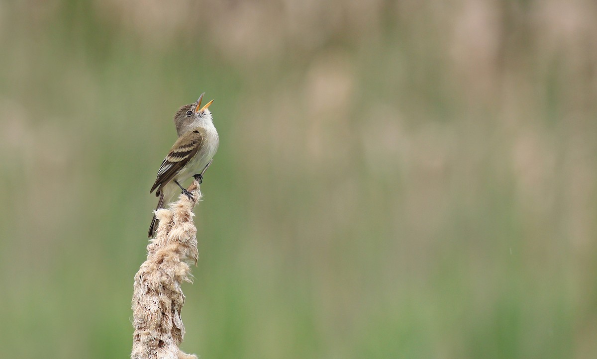 Willow Flycatcher - Ryan Schain