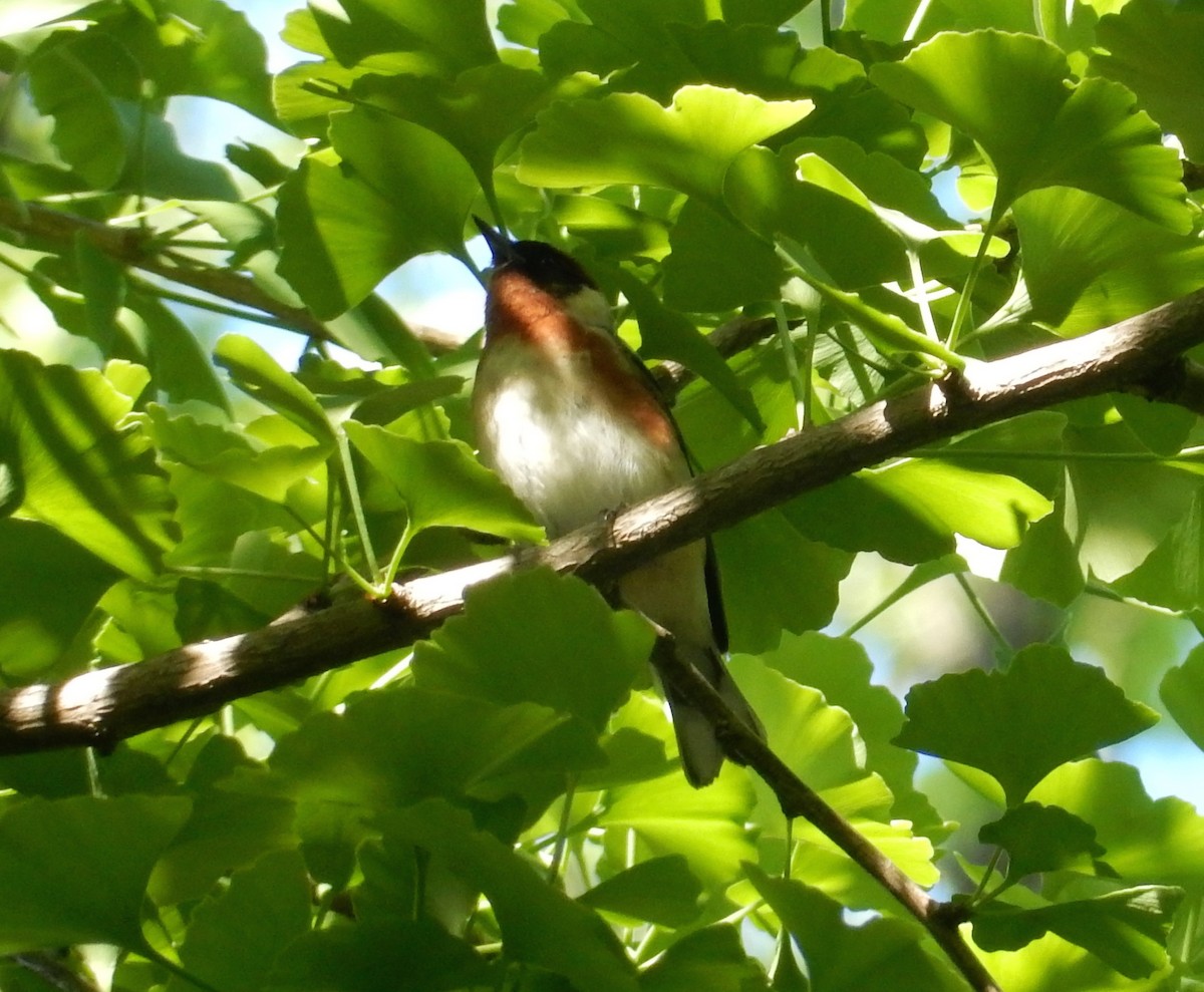 Bay-breasted Warbler - Peter Paul