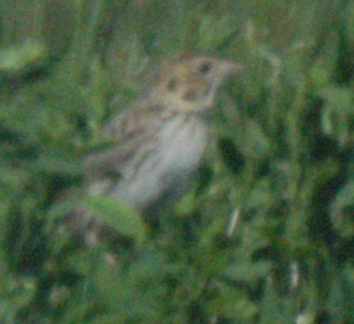 Baird's Sparrow - ML102992331