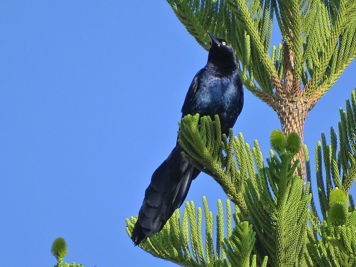 Great-tailed Grackle (Great-tailed) - Alfonso Auerbach