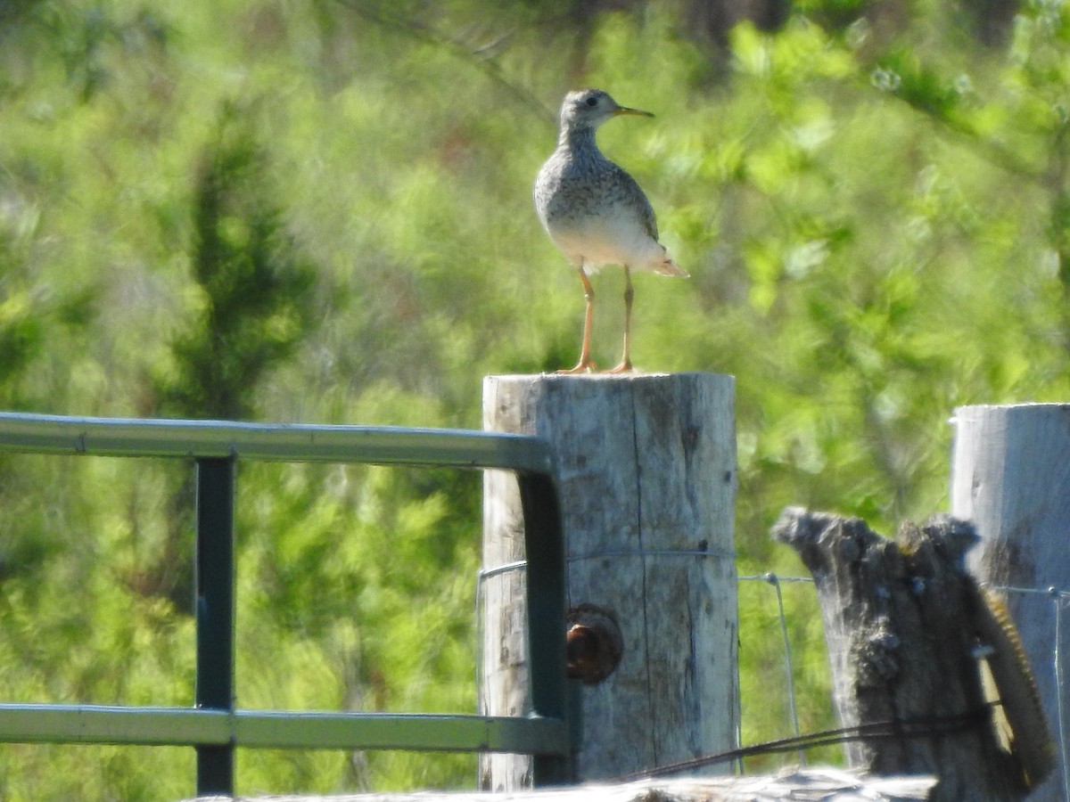 eBird Checklist - 2 Jun 2018 - Carden Alvar--Wylie Road - 50 species ...