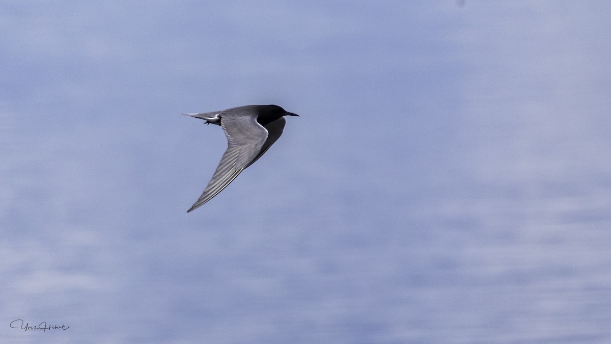 Black Tern - Yves Hebert