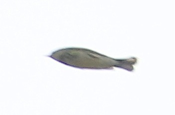 Yellow-rumped Warbler (Myrtle) - ML102995911
