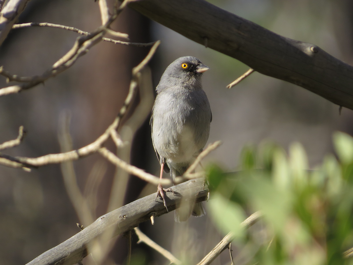 Yellow-eyed Junco - Isaac  Denzer
