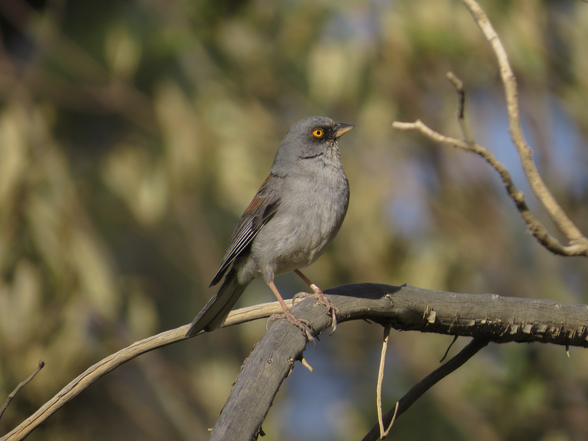 Yellow-eyed Junco - Isaac  Denzer