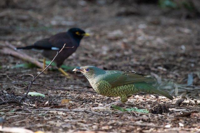 Satin Bowerbird