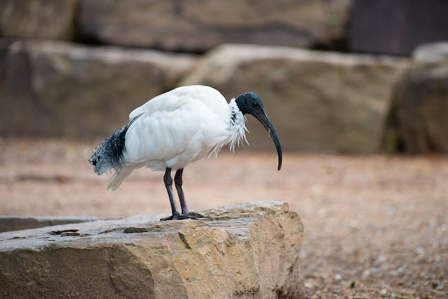 Australian Ibis