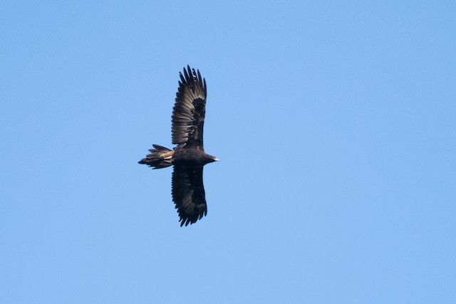 Wedge-tailed Eagle