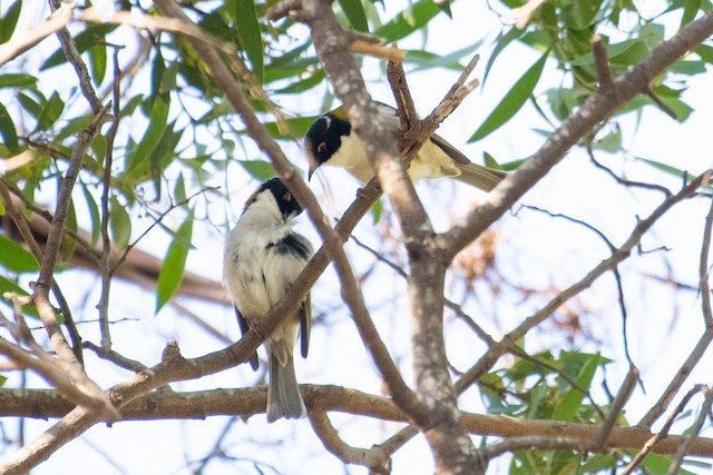 White-naped Honeyeater