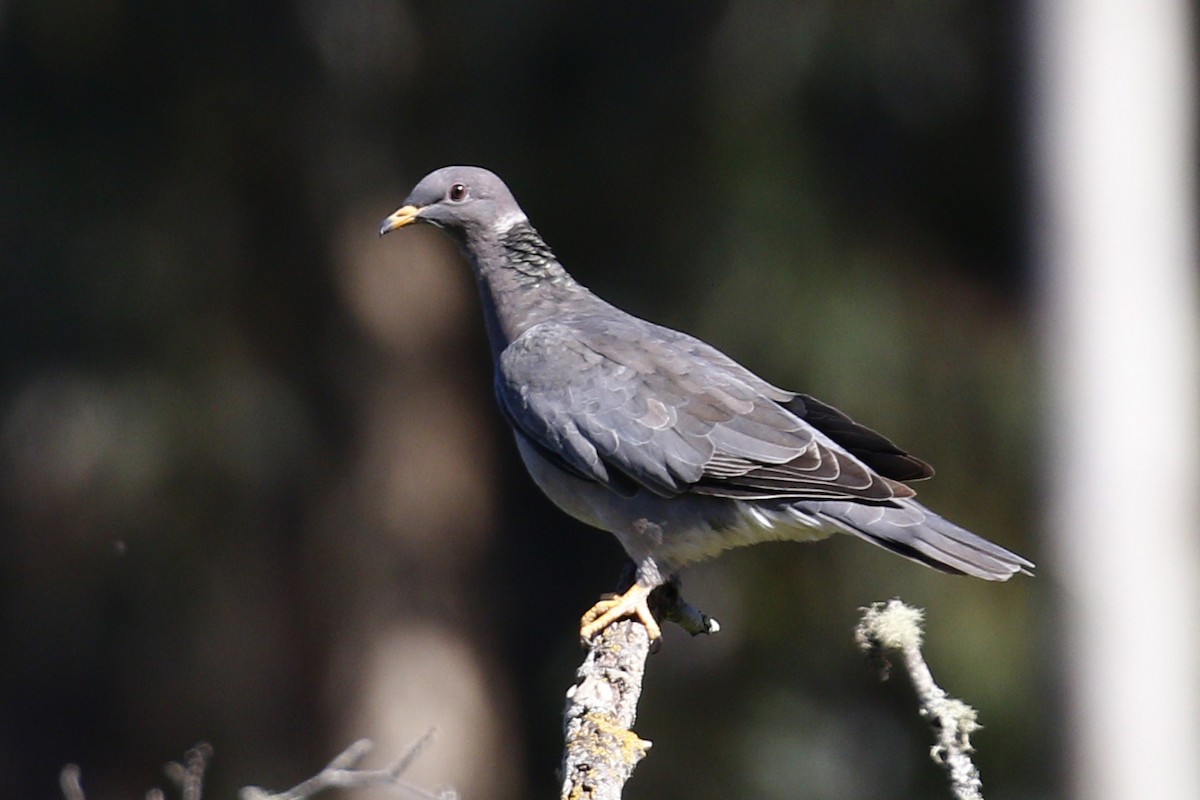 Band-tailed Pigeon - ML102997311