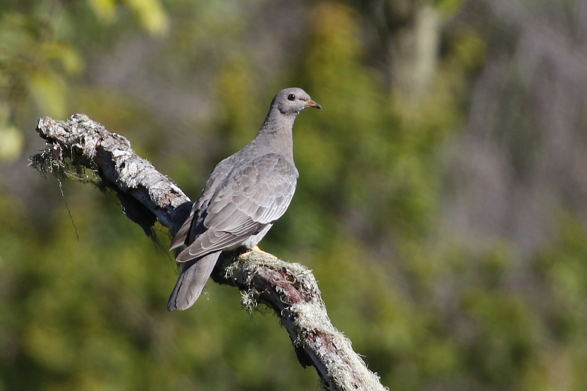 Band-tailed Pigeon - ML102997351