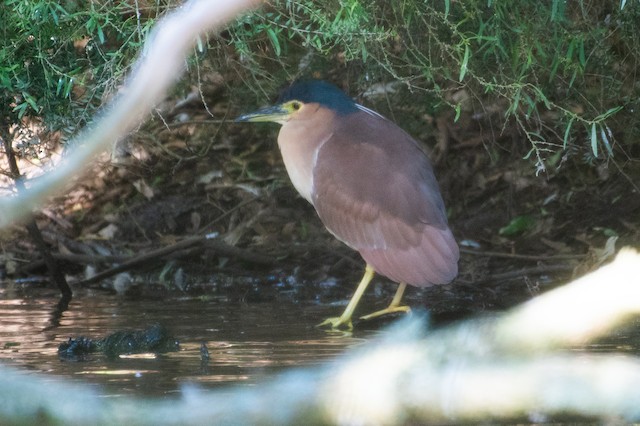 Nankeen Night Heron