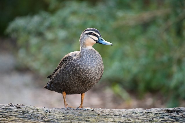 Pacific Black Duck