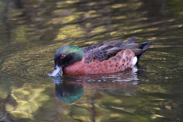 Chestnut Teal