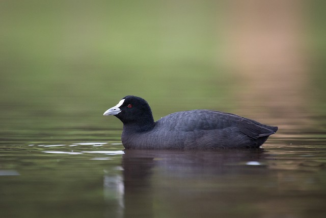 Eurasian Coot