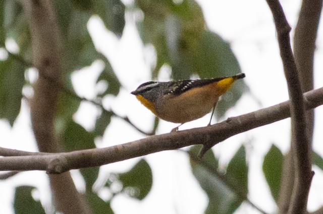 Spotted Pardalote